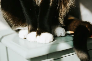 cat-paws.jpg