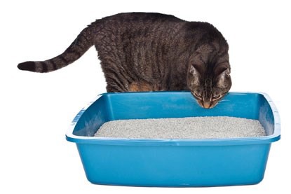 how to train an older cat to use a litter box