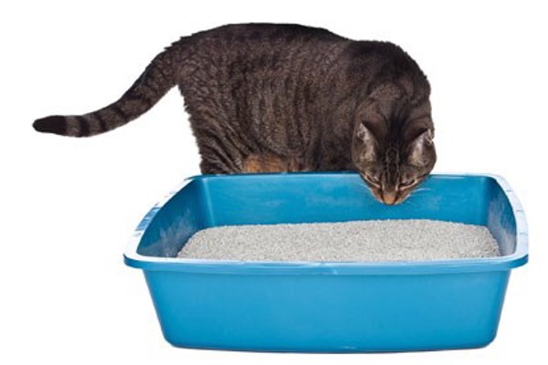 How to train your cat to use the litter tray, cat flap and cat carrier
