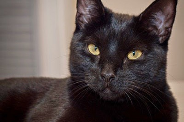 Secrets to taking successful photos of black cats