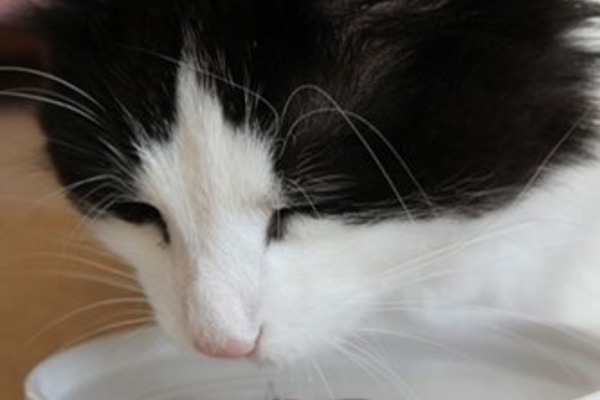 8 tips to get your cat to drink more water