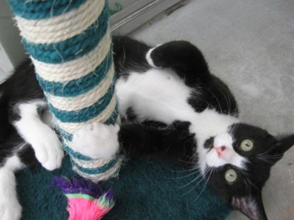 how to train a cat to scratch a post