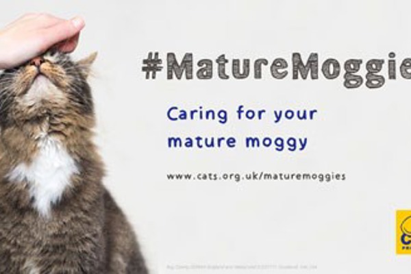 Mature Moggies Week: Older cat care