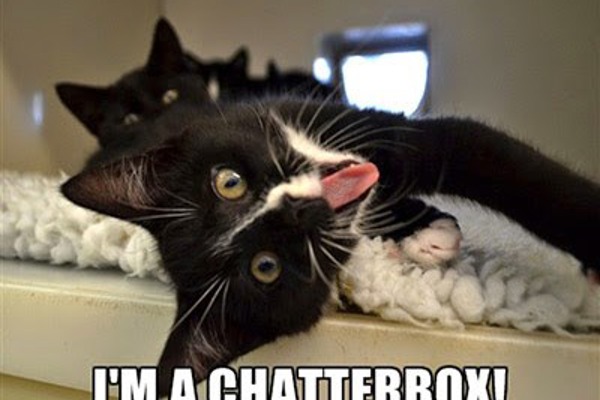 Cat memes: 10 reasons you should adopt a cat