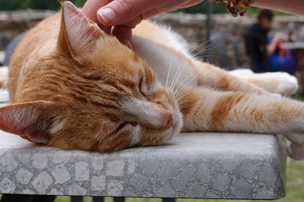 Behaviour focus: My cat suddenly attacks me