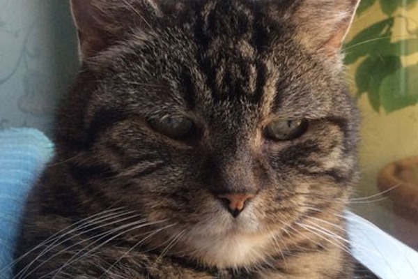 Terrified tabby Whiskers trapped in garage for seven days