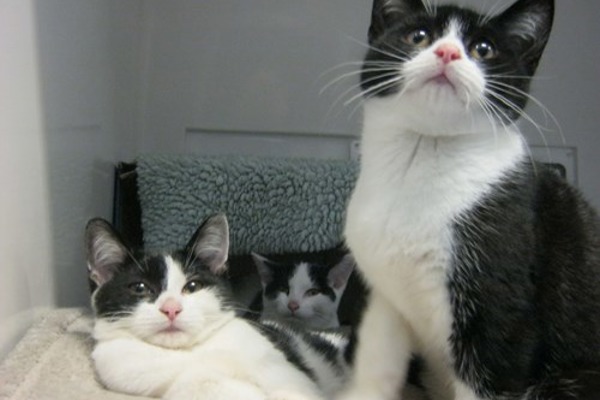 National Cat Adoption Centre helps dumped kittens