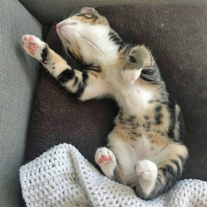 Tabby and white cat relaxing on their back