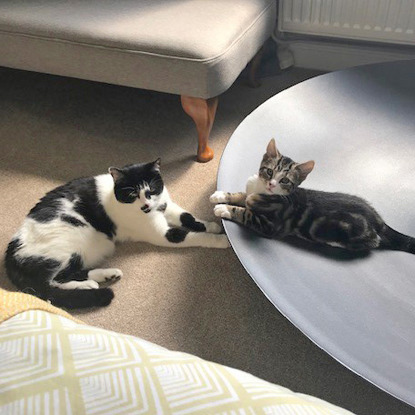 Black and white cat on carpet with tabby kitten