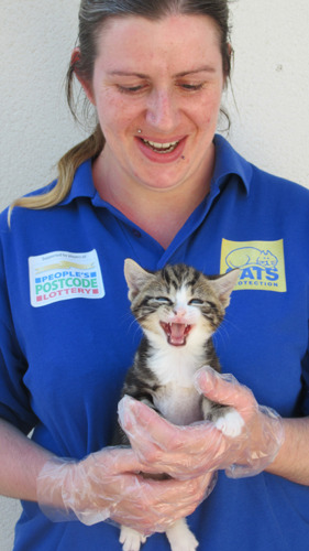 Tabby kitten laughing with Cats Protection staff