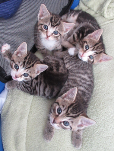 4 tabby kitten littermates