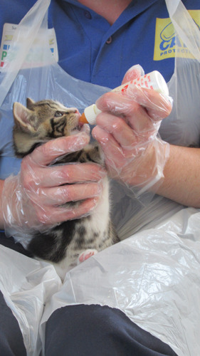 Tabby kitten being bottle fed by cat carer