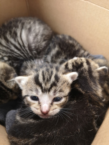 Tiny newborn tabby kittens in cardboard box