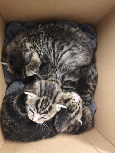 4 newborn kittens cuddling in cardboard box
