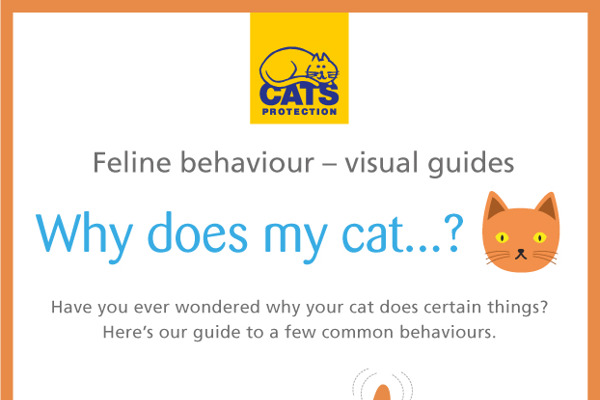 Feline behaviour explained – why does my cat…?
