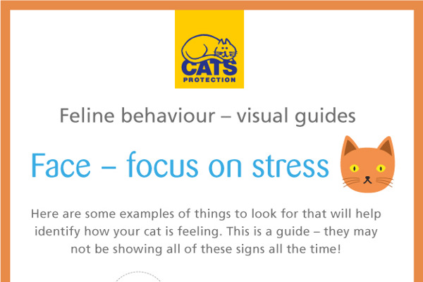 Feline behaviour explained – recognising stress in your cat’s face