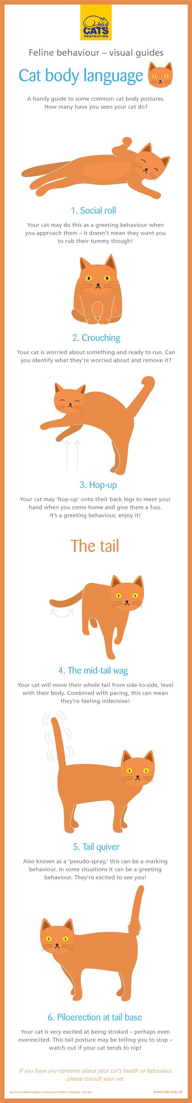 Feline Behaviour Explained Cat Body Language