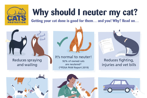 Why should I neuter my cat?