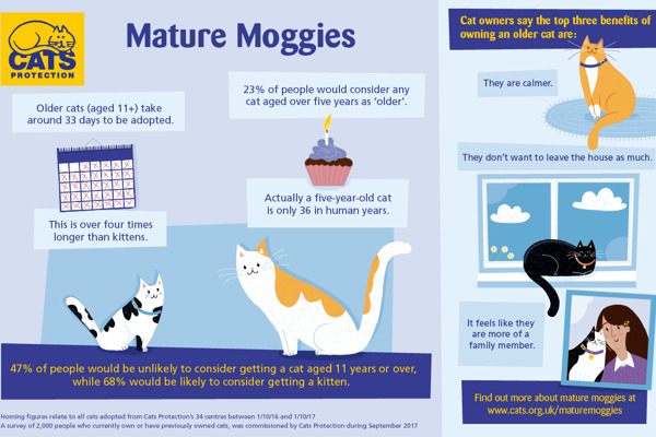 Mature Moggies Week: Older cats vs kittens