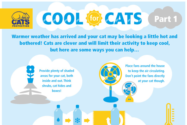 How to keep your cat cool in the summer