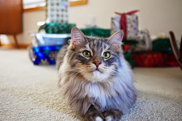 Top tips for a cat-friendly Christmas