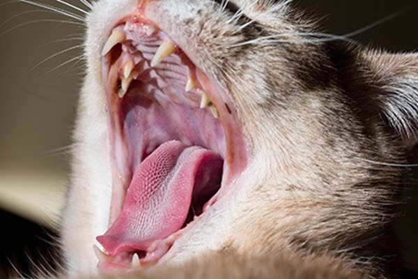 Cat drooling and other cat dental issues