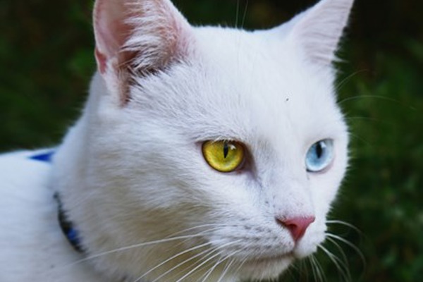 Why do some cats have different coloured eyes?