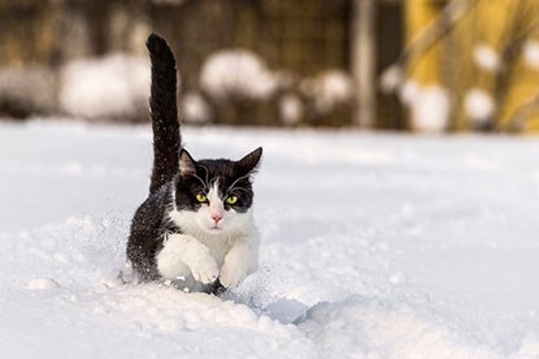 Keeping your cat safe in winter