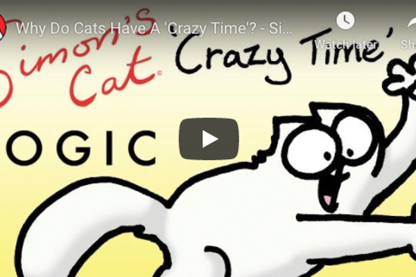 Cat crazy time explained
