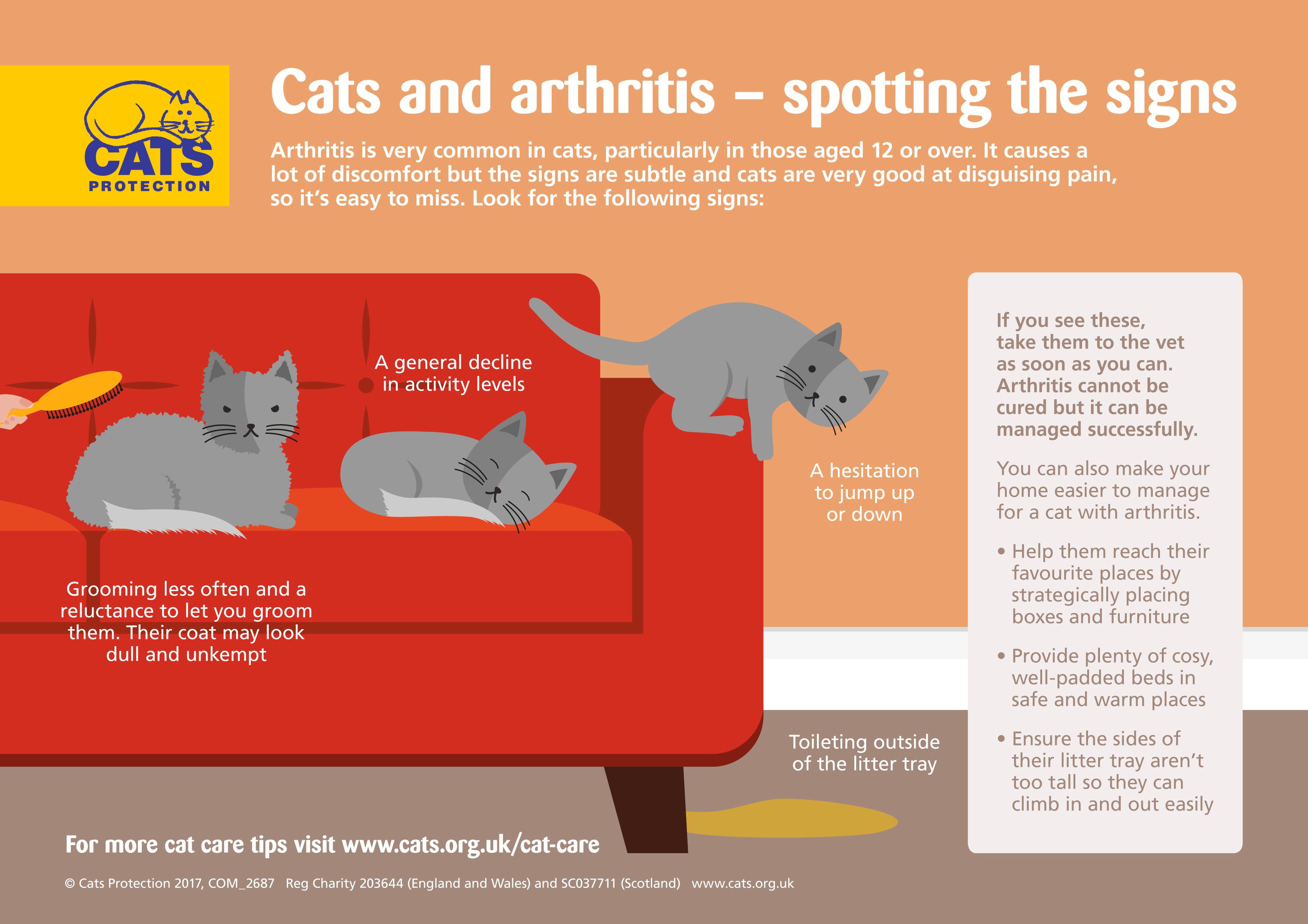 Cats and arthritis spot the signs and adapt your home