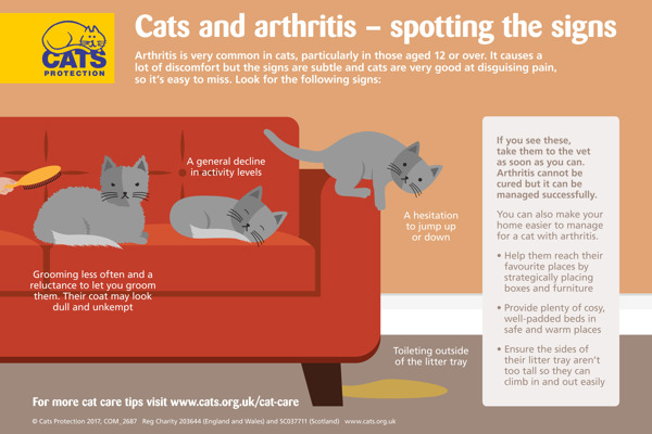 Cats and arthritis: spot the signs and adapt your home