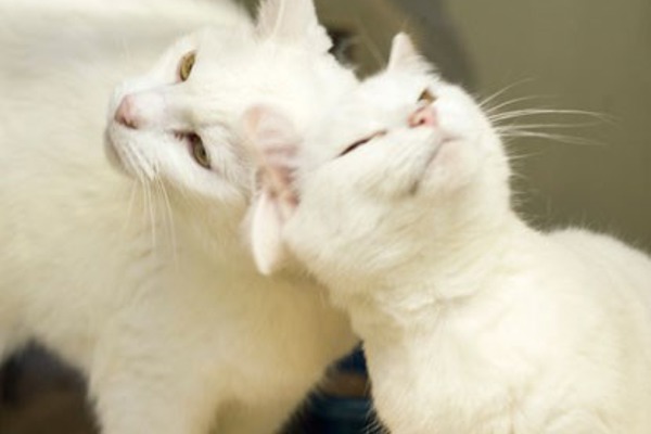 6 signs that your cats are best friends