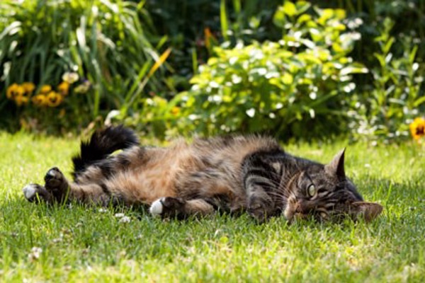 Easy and low maintenance gardening tips for cat lovers