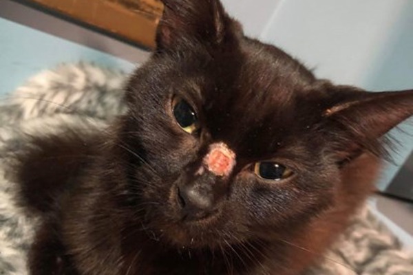 Miracle kitten survives two weeks alone in freezing weather