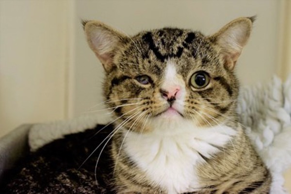 Arlo the cat born with a facial deformity needs a new home