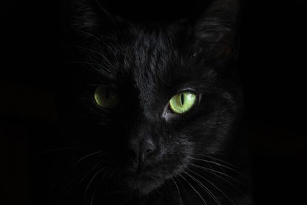 Black cat superstitions from around the world