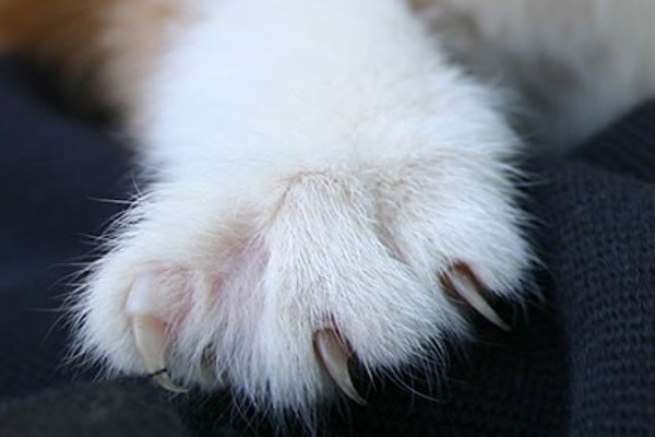 ‘Should I clip my cats’ claws?’ and other veterinary FAQs