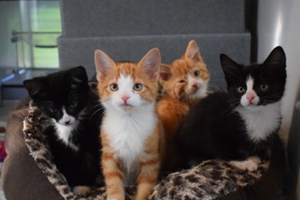 Kittens dumped in box on Ashdown Forest find new homes