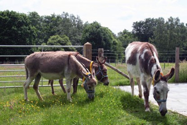 Three donkeys make the National Cat Centre their new home