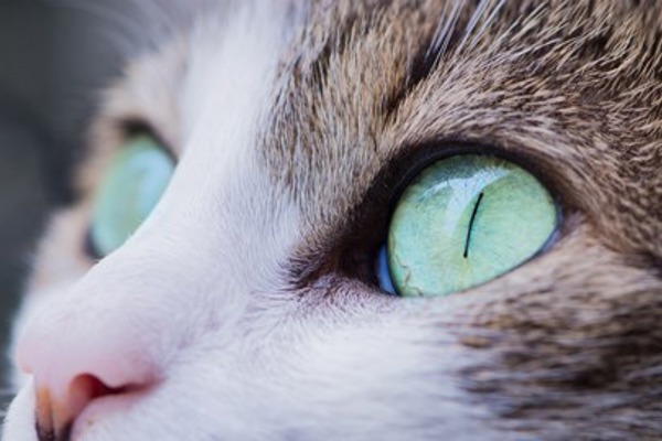 Can cats see in the dark? And other cat eyesight facts