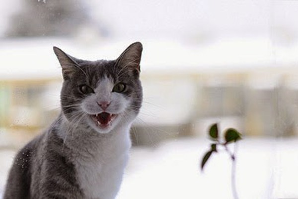 ‘Why does my cat meow?’ and other cat behaviour FAQs
