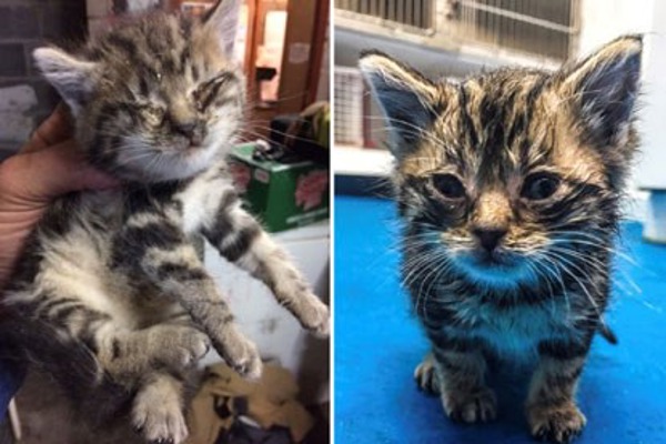 Macavity is all grown up after dramatic rescue from inside a wall