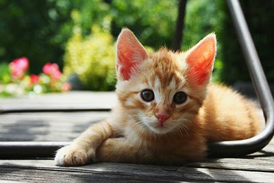 ginger cat lying under a deckchair on garden decking