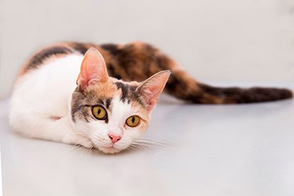 ‘Will neutering calm my kitten down?’ and other neutering FAQs