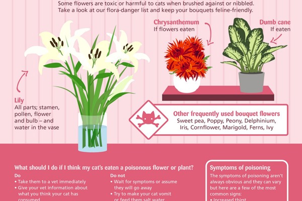 What flowers are safe for cats for Mother's Day?