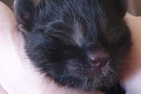 Hero cat rescues his day-old kitten from fox attack