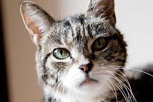 ‘What care does my elderly cat need?’ and other older cat FAQs