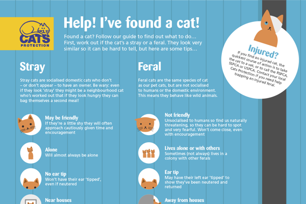 Have you found a stray cat or a feral cat?