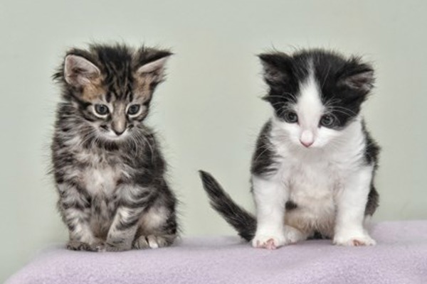 Kittens with peculiar paws found in an abandoned car