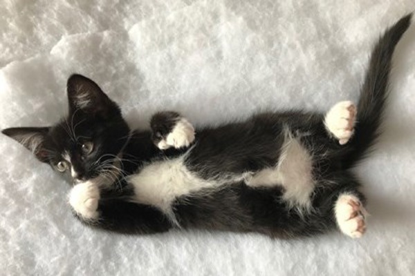 Kittens born with extra toes and impressive moustaches